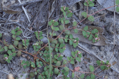 Euphorbia cordifolia