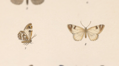 Stamnodes patamon