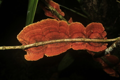 Stereum versicolor