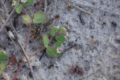 Euphorbia cordifolia