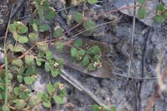 Euphorbia cordifolia