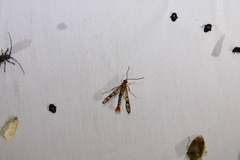 Synanthedon acerni