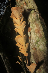 Stereum versicolor