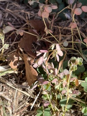 Euphorbia serpens