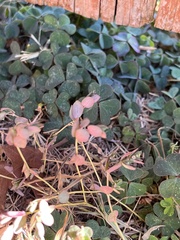 Euphorbia serpens