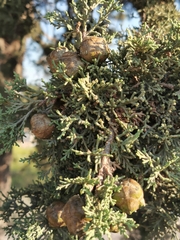 Cupressus sempervirens