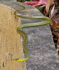 Chironius bicarinatus