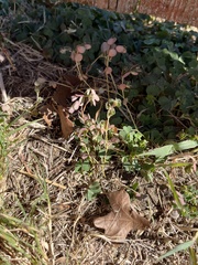 Euphorbia serpens