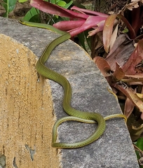 Chironius bicarinatus