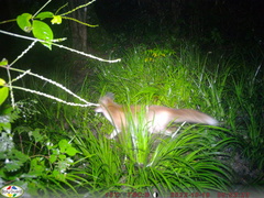 Vulpes vulpes japonica