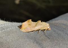 Oraesia emarginata