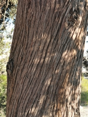 Cupressus sempervirens