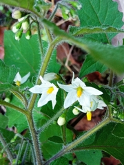 Solanum nigrum