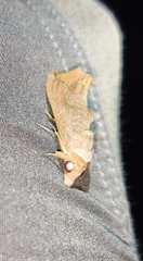 Oraesia emarginata