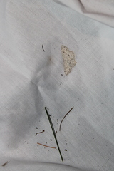 Cyclophora pendulinaria