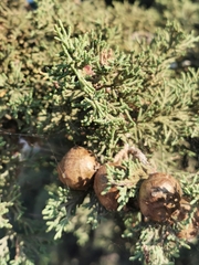 Cupressus sempervirens