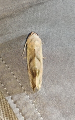 Oraesia emarginata