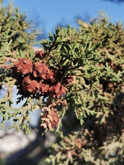Cupressus sempervirens