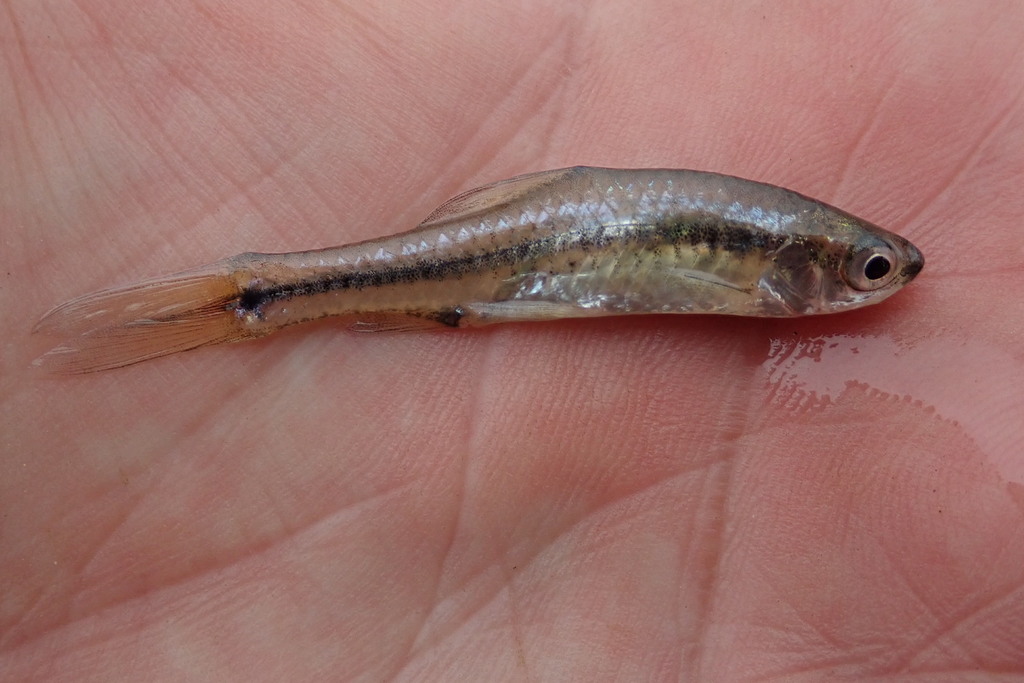 East Coast barb (Enteromius toppini) — Cyprinidae