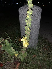 Verbascum phlomoides