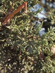 Cupressus sempervirens