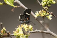 Melanis leucophlegma