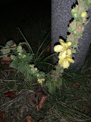 Verbascum phlomoides