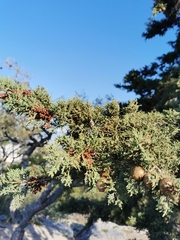 Cupressus sempervirens