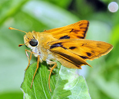 Hylephila phyleus phyleus