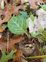 Pyrola americana