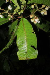 Saurauia parviflora