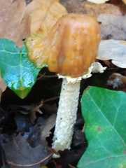 Leratiomyces squamosus