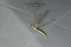 Macronemurus appendiculatus