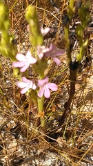 Striga gesnerioides