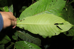 Saurauia parviflora