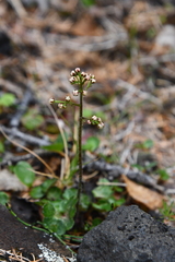 Micranthes nelsoniana