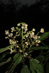 Saurauia parviflora
