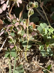 Euphorbia serpens