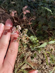 Euphorbia serpens