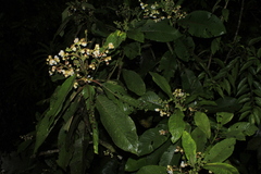 Saurauia parviflora