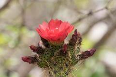 Corryocactus erectus