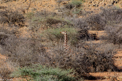 Giraffa camelopardalis reticulata
