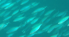 Pterocaesio tessellata