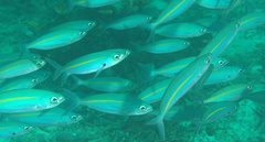 Pterocaesio tessellata