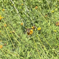 Poecilanthrax lucifer