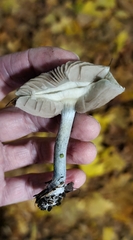 Stropharia pseudocyanea