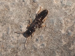 Reticulitermes hesperus