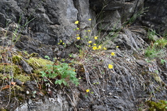 Potentilla × prostrata