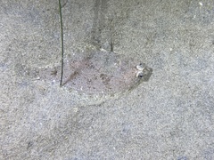 Citharichthys stigmaeus