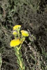 Leucadendron levisanus